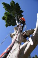 Chippers Tree Service image 8